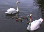 And the swans as well