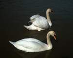 A pair of swans at Cropredy