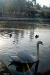 ducks and swan