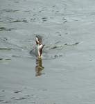 a Grebe with it's catch.